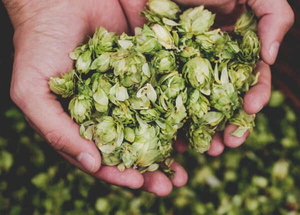 what-is-double-dry-hopped-in-beer-druthers-brewing-company